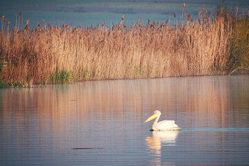 Pelecanus onocrotalus on the water's edge in the Danube Delta