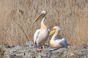 Pelecanus onocrotalus on the water's edge in the Danube Delta
