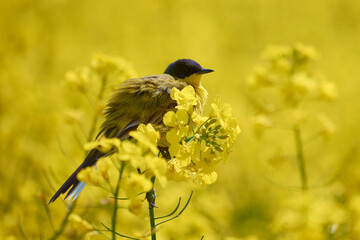 motacilla flava in the flowering field of rape