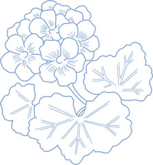 Baby Blue Geranium Flower Illustrations