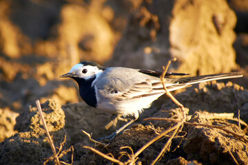 Motacilla alba searching for food by plowing