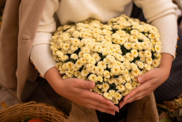 Heart made of cream chrysanthemums in hands