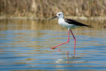 beautiful Himantopus himantopus looking for food