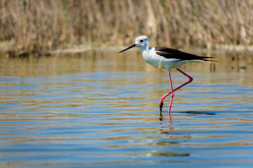 beautiful Himantopus himantopus looking for food
