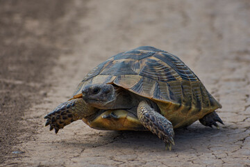 turtle looking for food in the summer