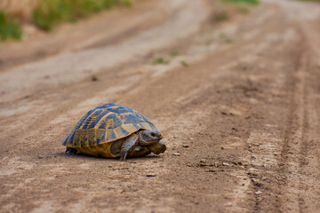 turtle looking for food in the summer