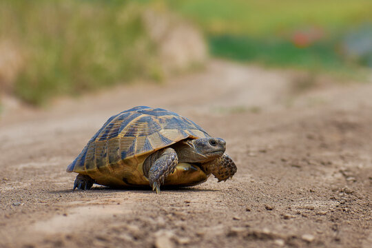 turtle looking for food in the summer