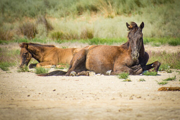 wild horses in the Danube delta