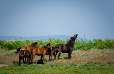 wild horses in the Danube delta
