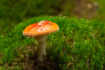 the beautiful Amanita muscaria in the forest