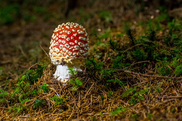 the beautiful Amanita muscaria in the forest