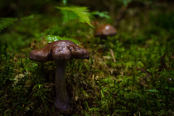 mushrooms in the summer forest