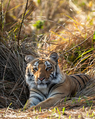 eye level shot of wild female bengal tiger or tigress or panthera tigris close up or portrait eye contact in cold winter season safari at jim corbett national park forest reserve uttarakhand india