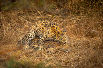 wild male leopard or panther or panthera pardus excited passionate and biting her female partner head with face expression while mating at jhalana leopard forest reserve jaipur rajasthan india asia