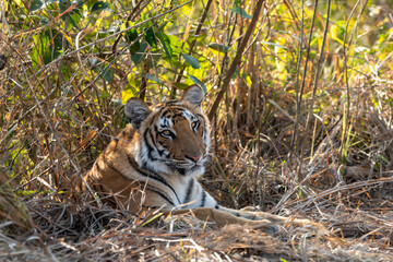 eye level shot of wild female bengal tiger or tigress or panthera tigris close up or portrait eye contact in cold winter season safari at jim corbett national park forest reserve uttarakhand india