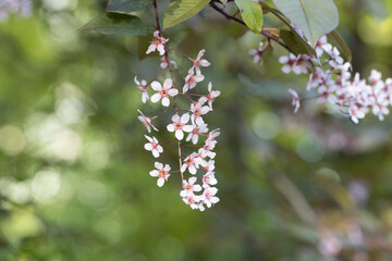 Beautiful Pink blooming bird cherry in an early spring