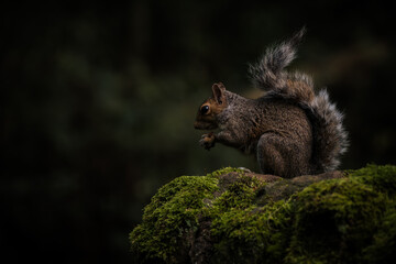 Grey Squirrel, Sciurus carolinensis sitting on a moss covered wall.