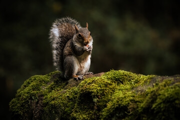 Grey Squirrel, Sciurus carolinensis sitting on a moss covered wall.