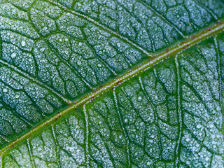 first morning frost in the garden - frozen plants - macro detail