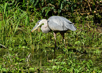 Great Blue Heron at Brazos Bend State Park