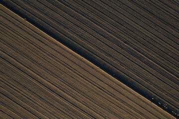 aerial view of young corn crops grwing under the sun in dry soil at sunset