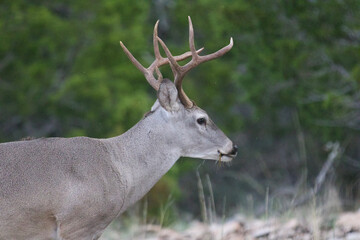 Naklejka na ściany i meble whitetail buck deer wildlife