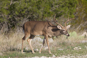whitetail buck deer wildlife