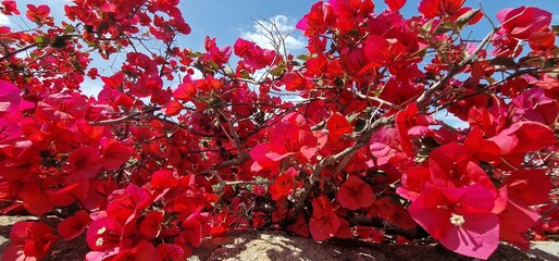 Bougainvillea genus of thorny ornamental vines, bushes, and trees belonging to the four o' clock...