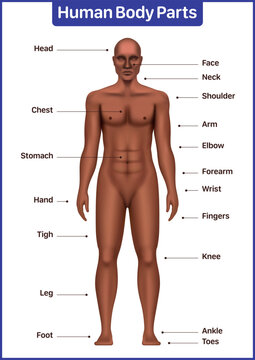 Human body parts medical diagram with black male model, anatomical vector poster.