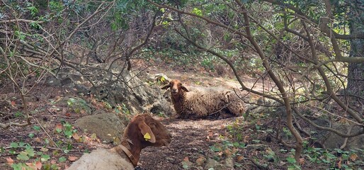 A serene pastoral scene featuring a flock of sheep peacefully grazing on a lush, green pasture. The contented sheep are scattered across the field, peacefully munching on the abundant grass. The rural