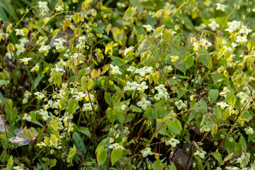  Epimedium Fukujuji close up flowered yellow blossoms in the garden in spring. In Goryanka yellow flowers are yellow, collected in a brush