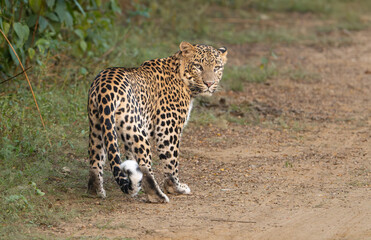 Leopard - Panthera pardus on the road at Sariska Tiger Reserve at Alwar District, Rajasthan in...