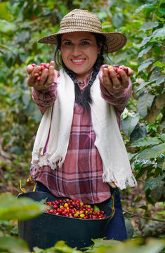 Colombian farmer collecting the coffee red