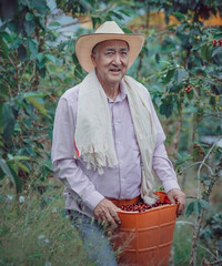 Colombian farmer collecting the coffee harvest