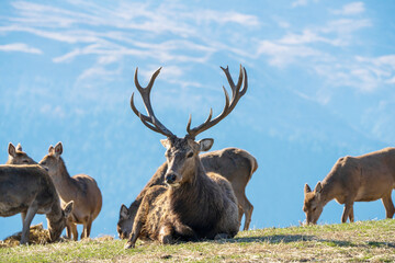 On a scenic hill, a group of deer gather with a resting buck male dear looking straight into the camera, set against a backdrop of sky, mountain, and field.