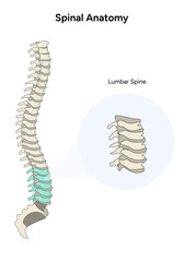Spinal anatomy lumbar spine infographic in vector