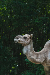 camel in the zoo