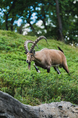 ibex 