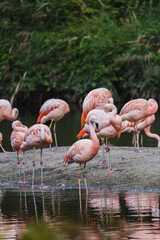 flamingos in the water