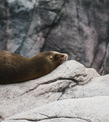 seal on rock