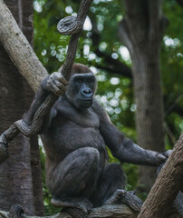 Gorilla in a tree 