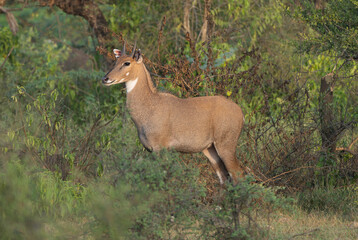 Naklejka na ściany i meble Sambar - Rusa unicolor, sambar deer male with green vegetation in background. Photo from Sariska Tiger Reserve at Alwar District, Rajasthan in India.