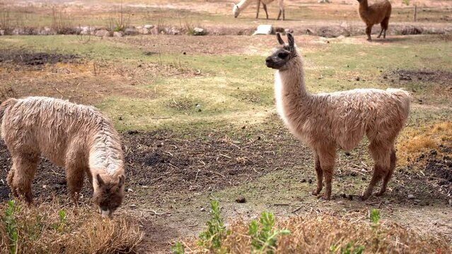 Two llamas (animal) in the foreground at a hotel farm in northern Argentina.