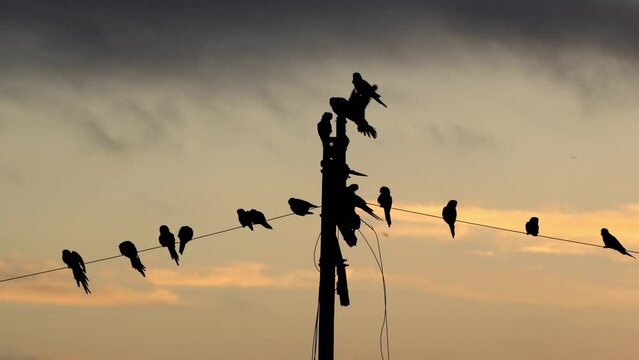 Many Burrowing Parakeet (Cyanoliseus patagonus) backlit perched on a power line at dusk.