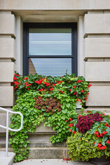 Window with red flowers and green ivy and ivy with pink and green leaves with potted plants