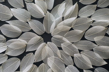 magnolia leaves Skeletons background