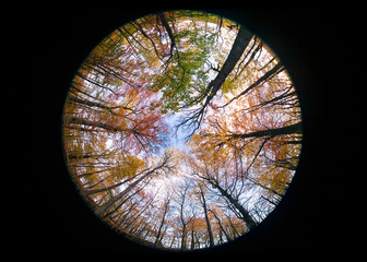 Round fall