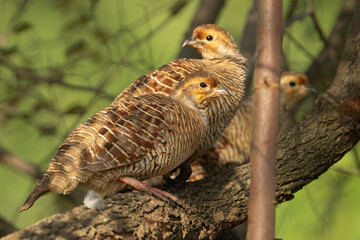 Grey francolins - Ortygornis pondicerianus perched at green background. Photo from Sariska Tiger Reserve at Alwar District, Rajasthan in India.
