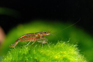 Japonica shrimp on green moss.