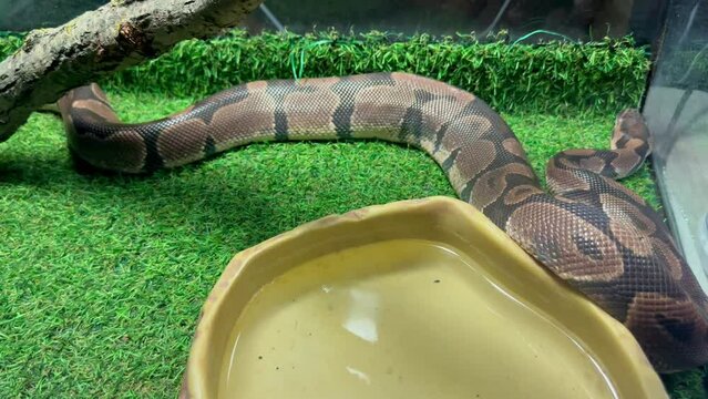 Royal Python, python regius rests on green grass in a terrarium near a tree branch. A snake in a terrarium. A snake sleeps peacefully in its terrarium.